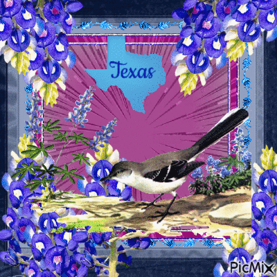 texas mockingbird and blubonnet - GIF animate gratis