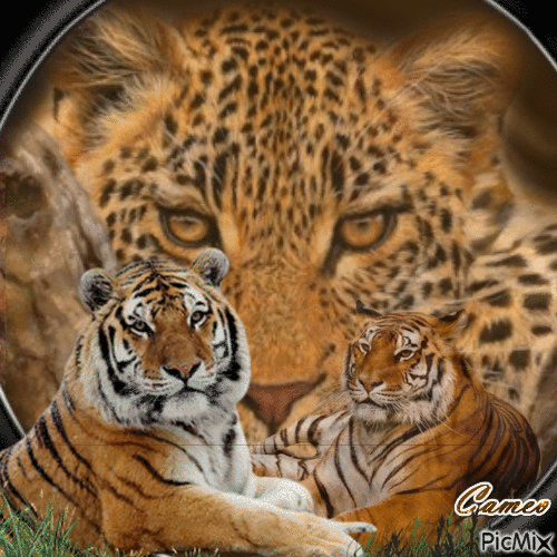 Tigers Family - Бесплатный анимированный гифка