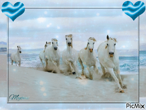 chevaux blancs - GIF animado gratis