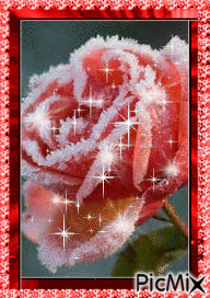 Winter Rose! - Bezmaksas animēts GIF