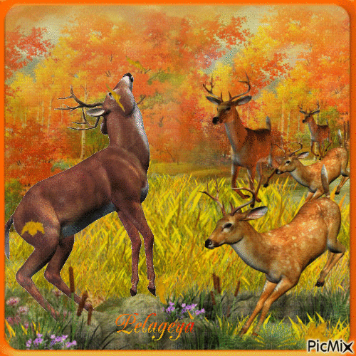 "Nature"🍁 🍂 🌳Le brame du cerf🍁 🍂 🌳 - Free animated GIF