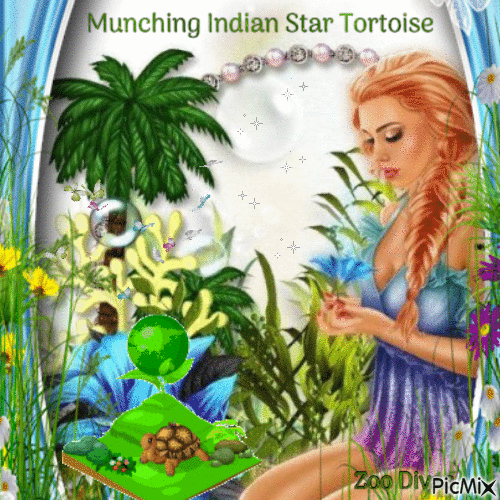 Munching Indian star tortoise - Бесплатный анимированный гифка