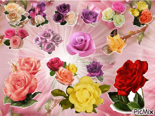 Sok rózsa. - GIF animasi gratis