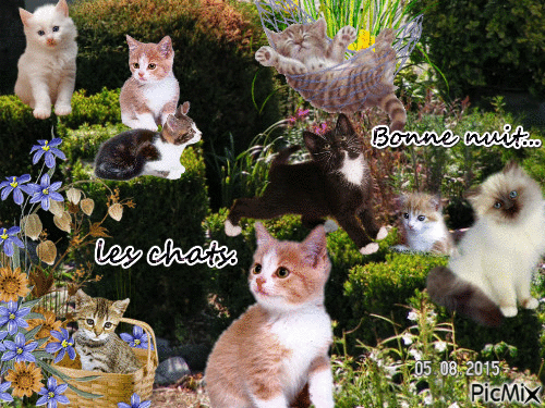 Les chats. - Animovaný GIF zadarmo
