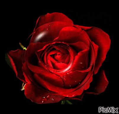 rosa - Ücretsiz animasyonlu GIF