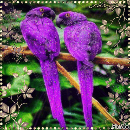 parrots purple - GIF เคลื่อนไหวฟรี