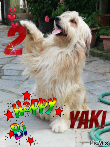 yak2 - 無料のアニメーション GIF