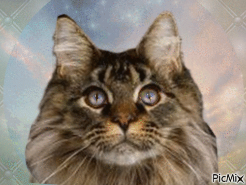 Amazing Cat - Animovaný GIF zadarmo
