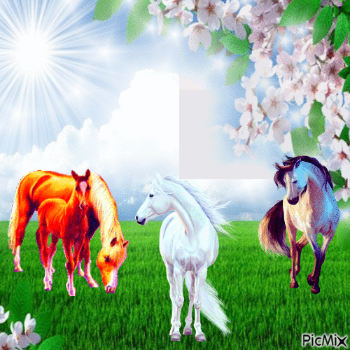 fond chevaux - Free animated GIF