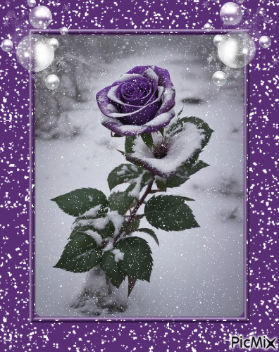 Rose mauve sous la neige - 免费动画 GIF