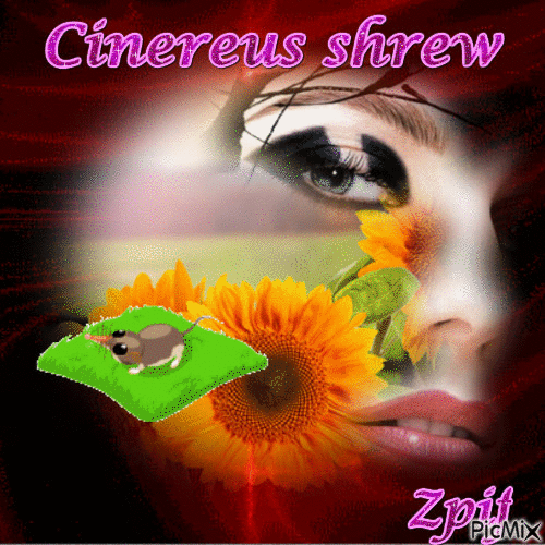 Cinereus shrew - GIF animasi gratis