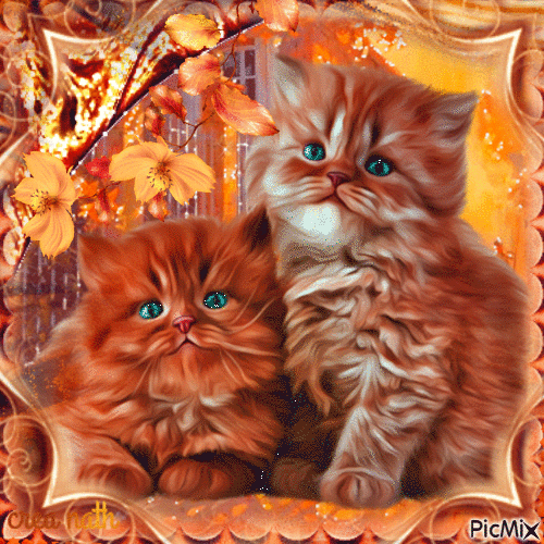 Portrait chatons roux - GIF animate gratis
