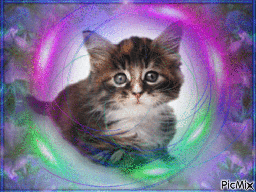 Amazing Cat - Gratis geanimeerde GIF