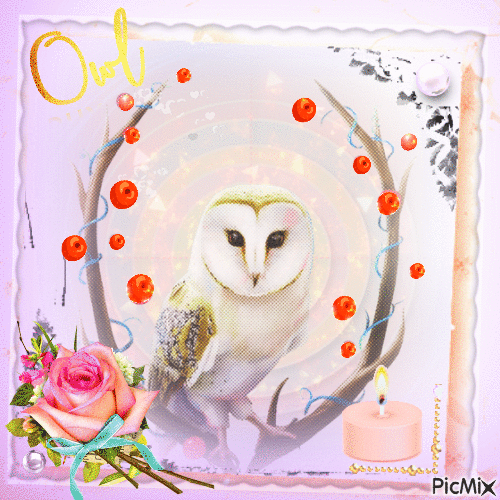 Owl - 免费动画 GIF