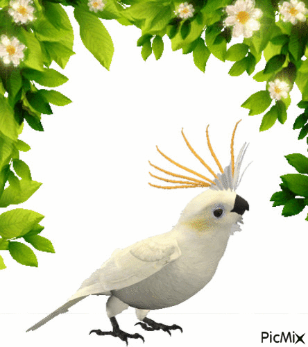 BIRD ♫ - Gratis animeret GIF