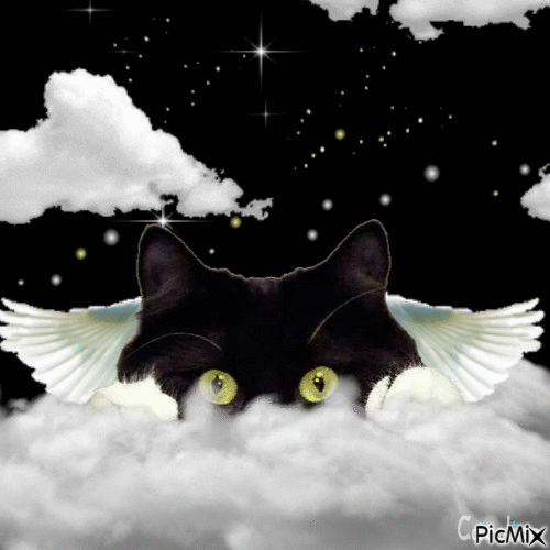 animals go to heaven as well - Darmowy animowany GIF