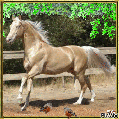 le plus beau des chevaux - Zdarma animovaný GIF