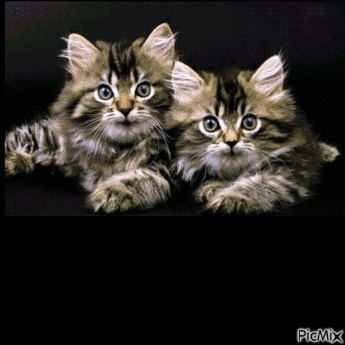 ébauche deux chatons - Nemokamas animacinis gif