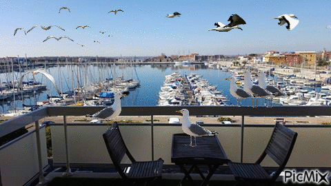 mouette - Free animated GIF