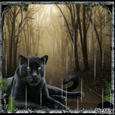 black panther in the dark forrest rain - Zdarma animovaný GIF