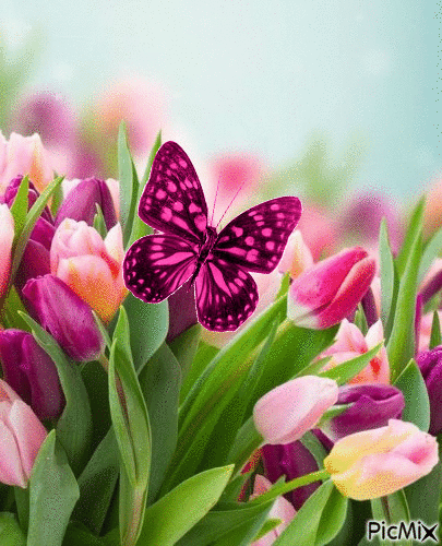 tulipes papillon - GIF animado grátis