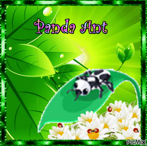 PANDA ANT - Free animated GIF - PicMix