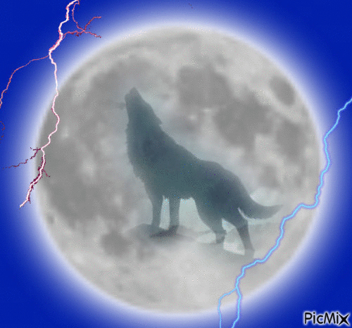 Le loup hurlant à la Lune combien il l'aime - 免费动画 GIF