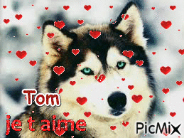 Tom - Ingyenes animált GIF