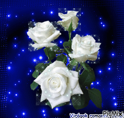 fehér rózsa - Gratis geanimeerde GIF