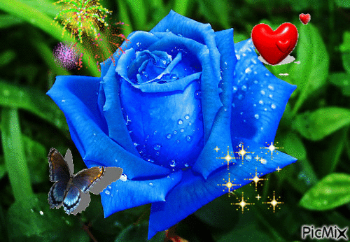 rose bleue - GIF animado gratis