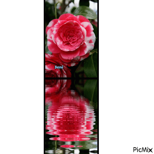 water reflection - Ilmainen animoitu GIF