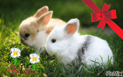 Les bébés lapins - Free animated GIF