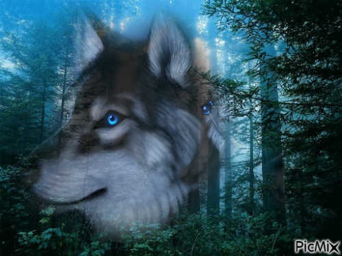 loup\forêt - Free PNG