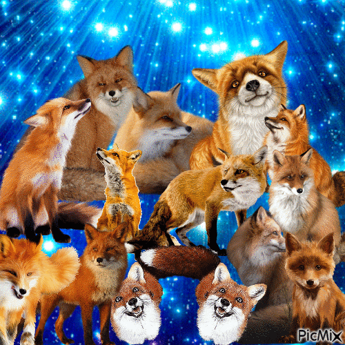 foxes r everywhere!!!!!!!!! - Gratis geanimeerde GIF