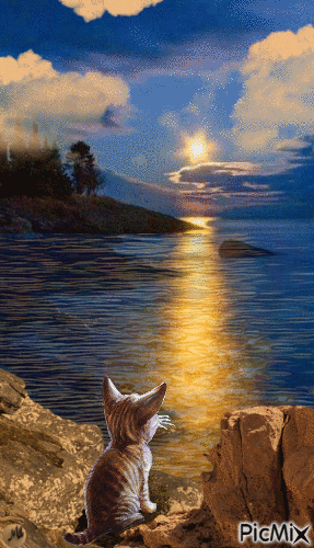Un gato en las rocas - GIF animado gratis