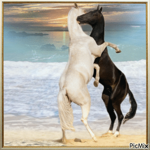 Pferde am Strand - 無料のアニメーション GIF