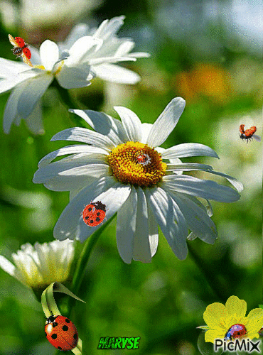 les coccinelles - Free animated GIF