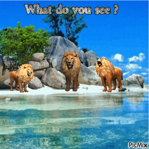 Lions - GIF animate gratis