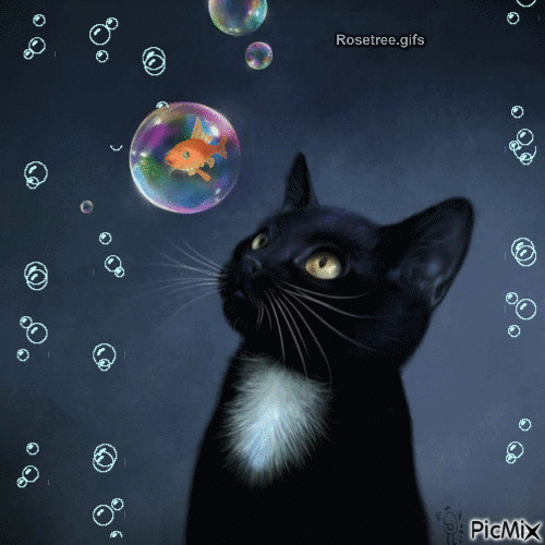 bubbles - Zdarma animovaný GIF