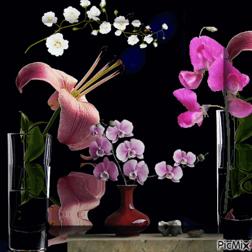 Lindas orquídeas - GIF animé gratuit