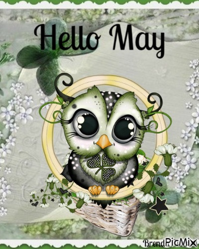 may owl - besplatni png