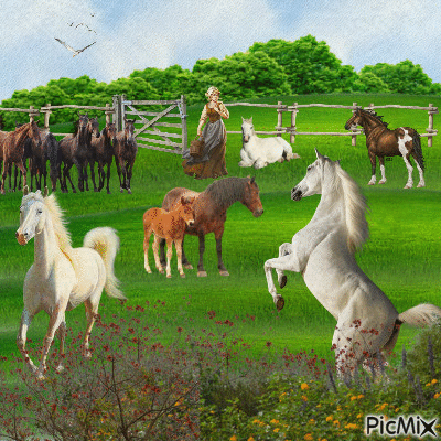 Hermosos caballos - 無料のアニメーション GIF