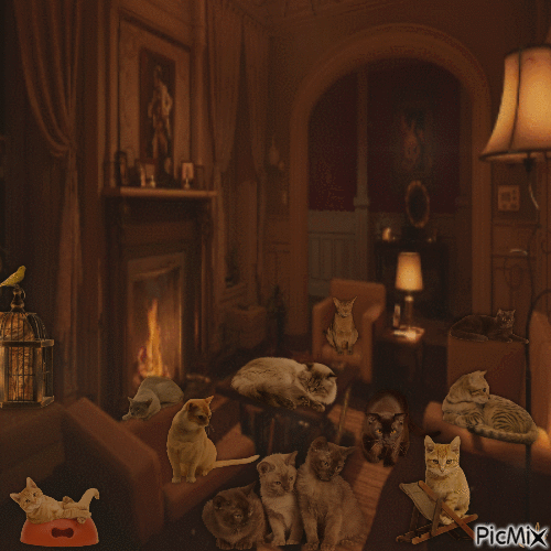 Plein de chats - Darmowy animowany GIF