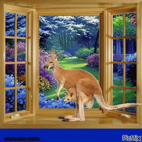 le kangourou sur la fenêtre - Безплатен анимиран GIF