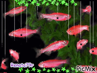 rybki - GIF animado grátis