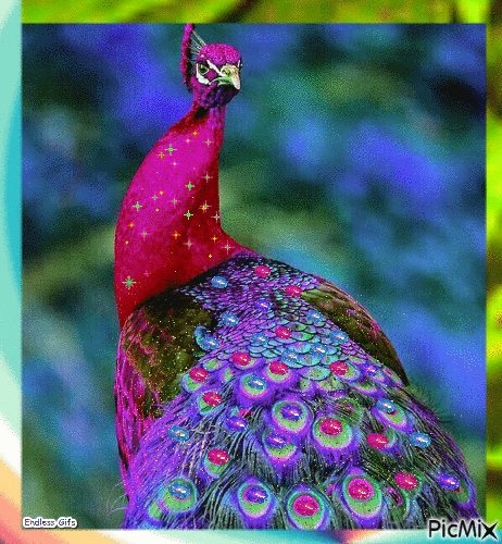 Colorful Peacock - Zdarma animovaný GIF