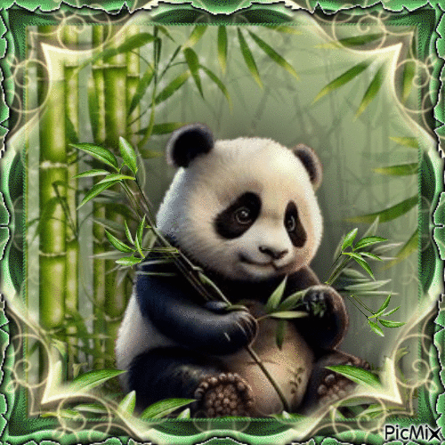 Panda Love! - Gratis animerad GIF