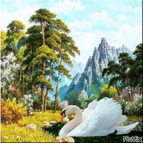 swans - Free animated GIF