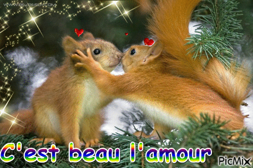 "Les écureuils amoureux" - Безплатен анимиран GIF