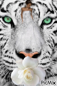 tigru - Ücretsiz animasyonlu GIF